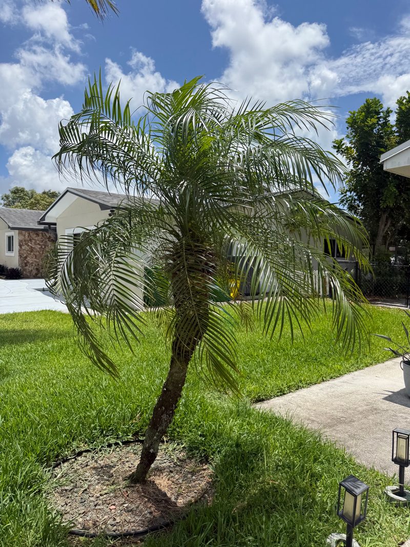 Glade Palm Lawn Care — Clearing Dollarweed, Crabgrass, And Sedge For Good