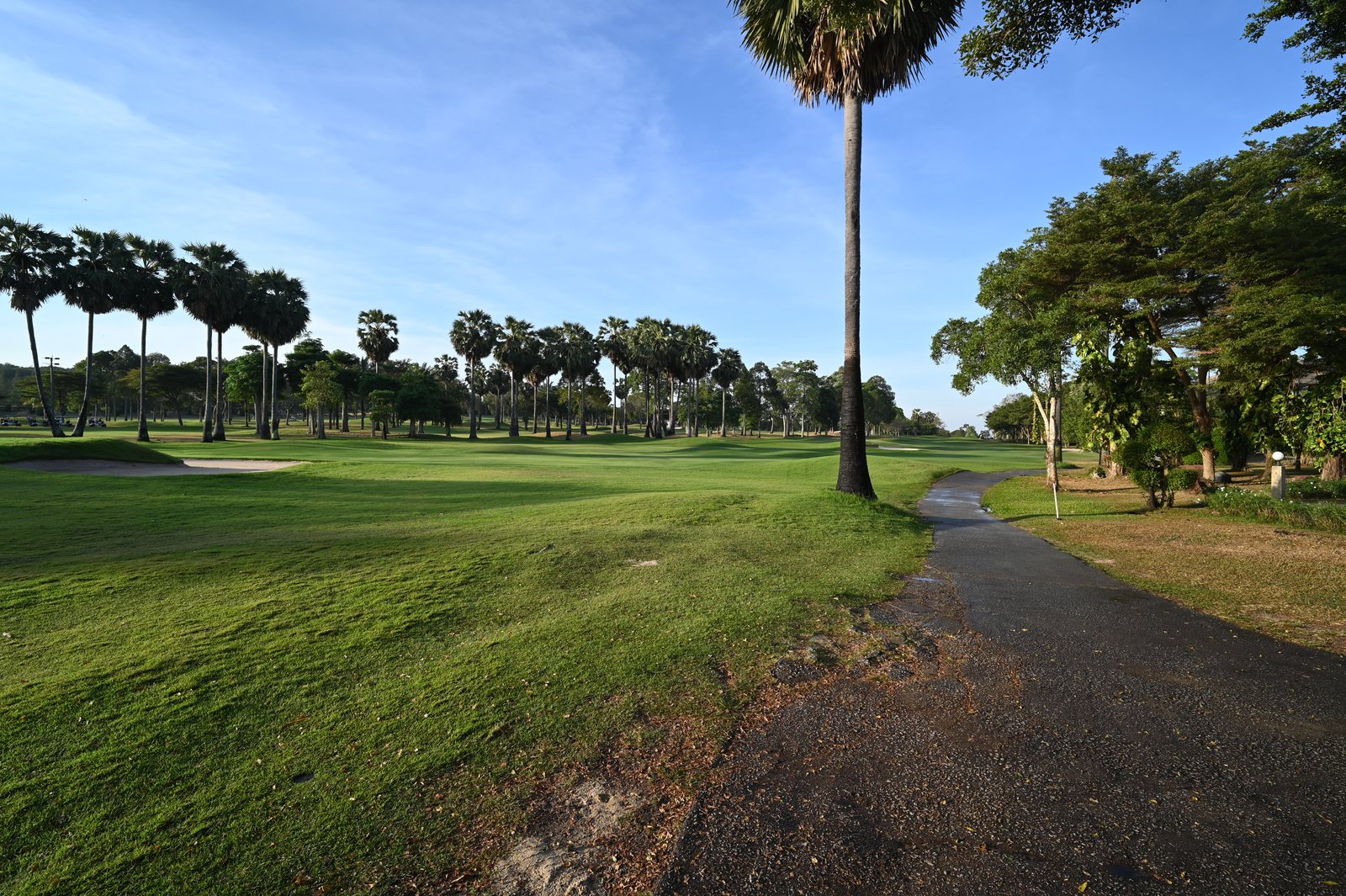 Glade Palm Lawn Care — Reading What The Fronds Are Telling You